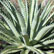 agave_close_1