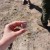 Pottery Sherd