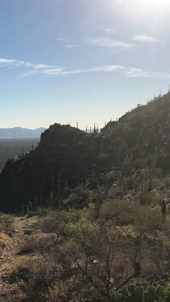 Saguaro cacti