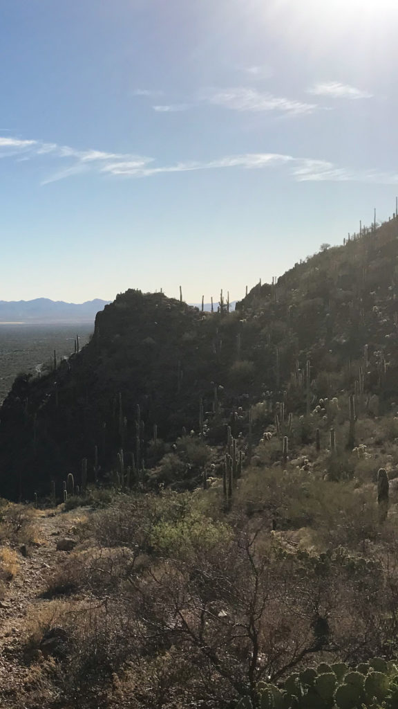 Saguaro Cacti