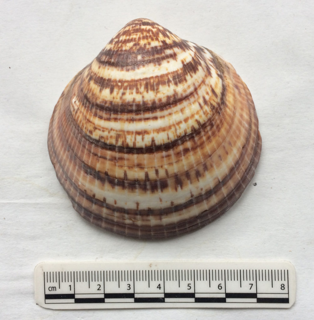 Glycymeris shell