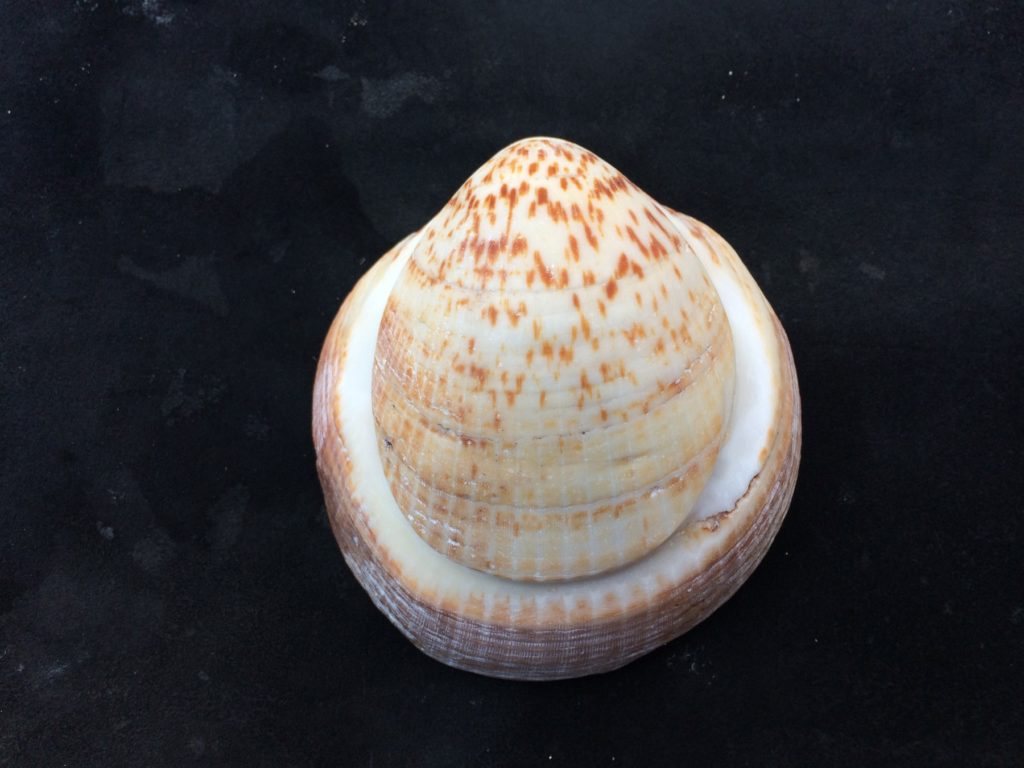 Shell after Grinding