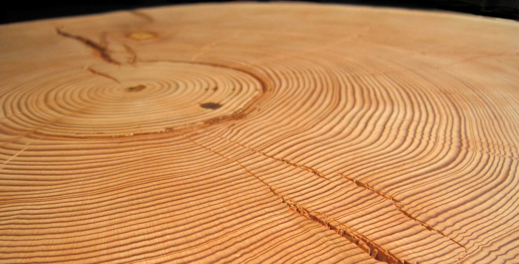 The spaces between tree rings help us understand how the climate has changed over the years. Photo: (c) Daniel Griffin, University of Arizona, courtesy of https://phys.org/.