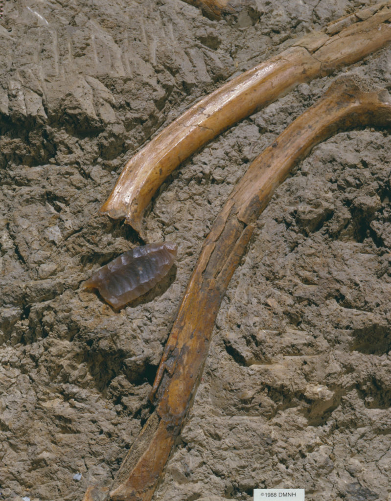This Folsom point was found with ancient bison bones as shown here. © Denver Museum of Nature & Science