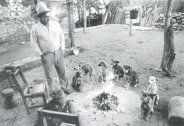 This photograph, titled Benjamin and His Brood of Little Dogs, was taken by David Burckhalter in Rancho San Pedro, Sonora, Mexico, on a cold morning in 1995. It illustrates many of this issue's themes. The dogs (and one cat) are clearly social animals, and they are part of a human household. Their relationship with their human companion structures their interaction among themselves, as well as with human society.