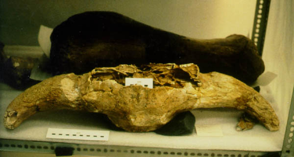 The bison skull with horn cores. Photograph by India Hesse.