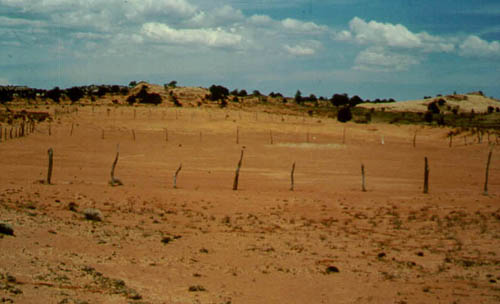 View of the sandy blowout containing the Badger Springs site. Photograph by William Parry.
