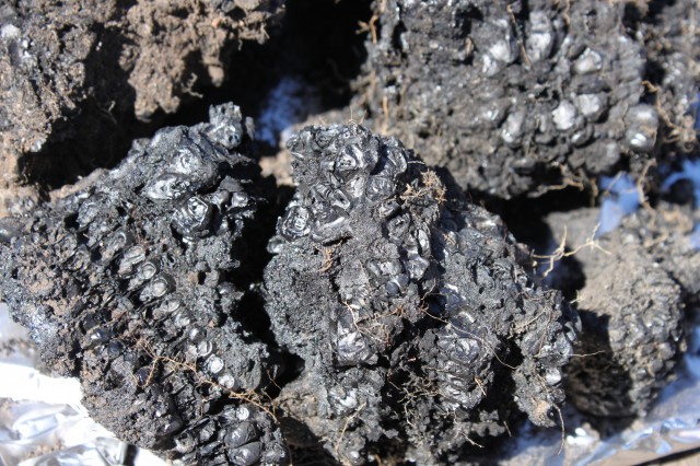 A close-up of the burnt corn. (Photo credit: Dan Weinberger)
