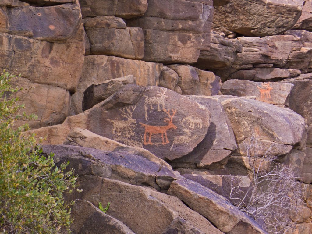 Red Deer of Perry Mesa