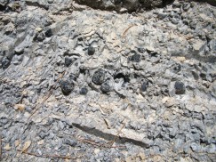 Obsidian nodules eroding from perlite. Click to enlarge.