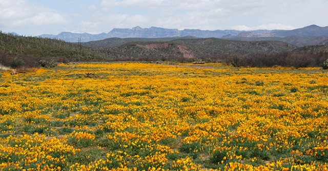 The San Pedro Valley in bloom. Photo by Bernard Siquieros.