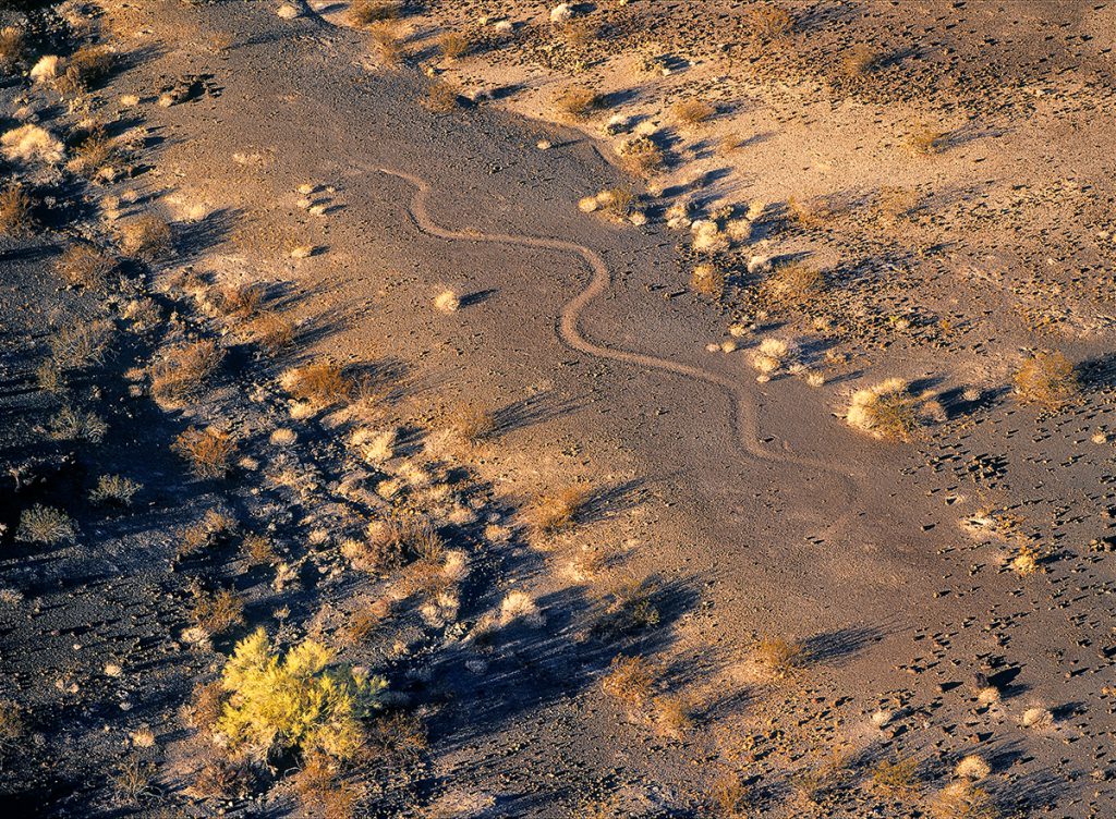 Serpent Intaglio with Palo Verde