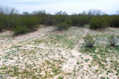 Spring vegetation reveals buried walls. Photo by Bruce Hilpert.