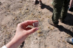 Pottery Sherd