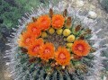 Barrel cactus blooming