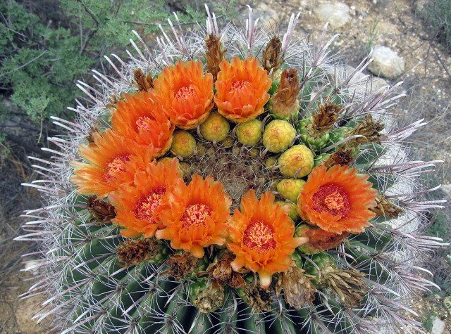 The radiant orange color of this fishhook barrel cactus was visible from a distance and commanded a visit.