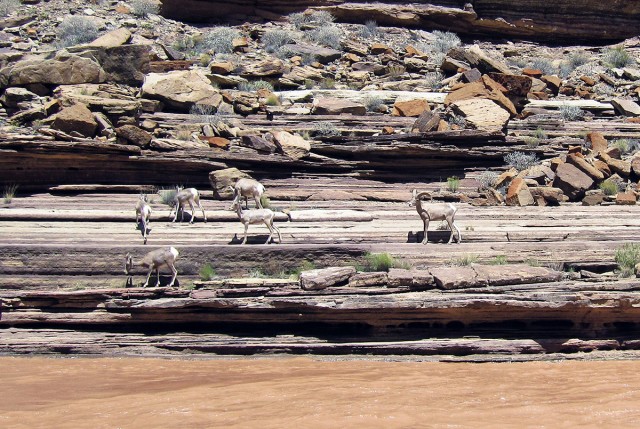 Big horn sheep along the Colorado River