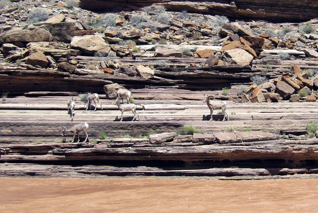 This is the largest single group of bighorns I saw in the Canyon. Total count for four days was about three dozen.