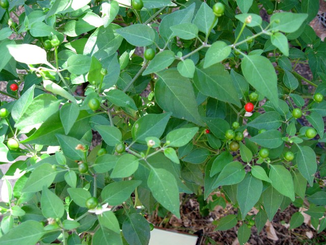 The chiltepin, a wild relative of the cultivated chile.