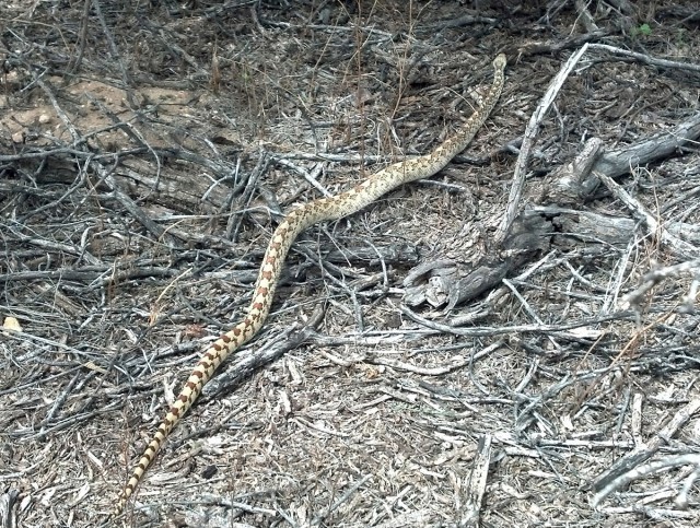 Despite obvious movement, Snoop Dog could only see sticks when this gopher snake crossed our path.