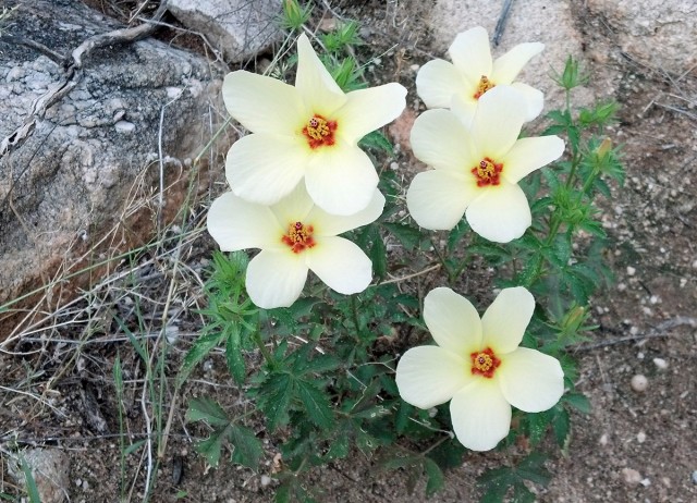 Delicate yellow flowers graced Saturday’s trail.