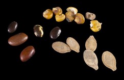 800-year-old corn, beans, and squash from Wupatki Pueblo. Courtesy of the American Southwest Virtual Museum. Click to enlarge.