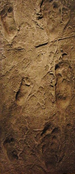 Laetoli Footprints Replica