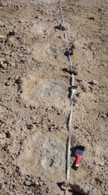 Footprints in Cuatro Cienegas Basin