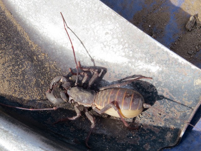 Scorpion in a Shovel