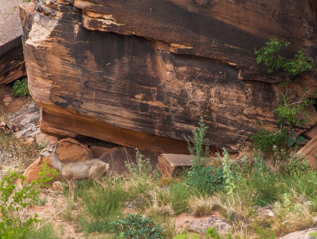 Palavayu Linear Style Petroglyphs