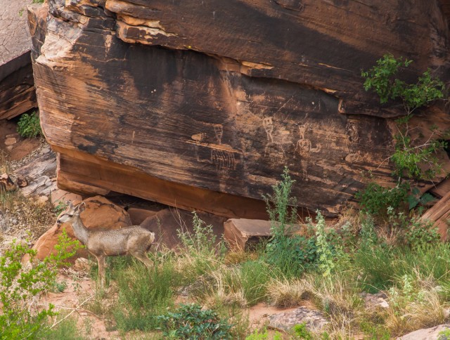 Palavayu Linear Style Petroglyphs