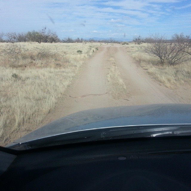 Rattlesnake on the Road