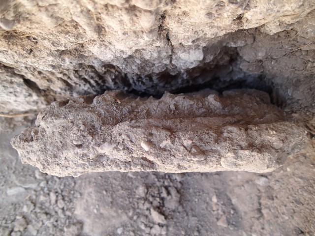 Reed impressions preserved in an adobe wall. Photo by Aaron Trumbo.