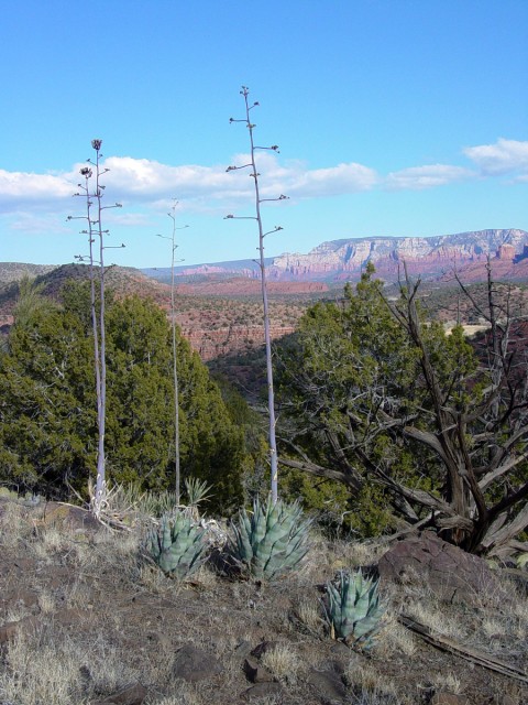 Agave delamateri (Tonto Basin agave) near Sedona, Arizona. This is one of four species new to science that researchers believe are ancient domesticates. There is evidence that Verde Valley inhabitants traded this species to residents of the Tonto Basin in the distant past. Photo: © Wendy C. Hodgson.