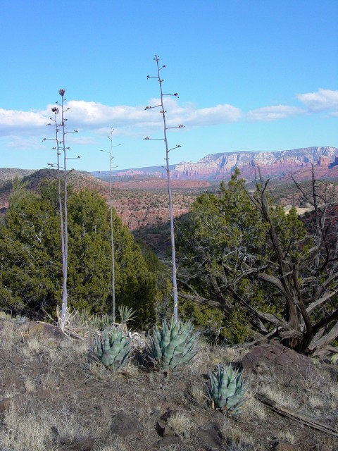 Agave Delamateri 