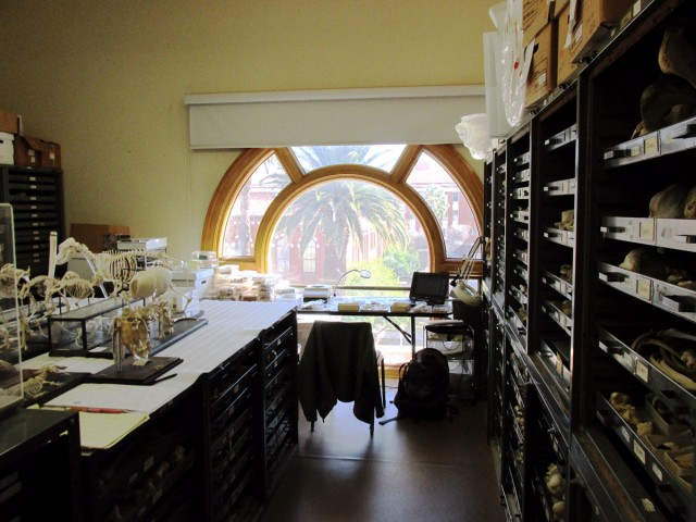 Luckily for me, a reference collection of more than 4,000 comparative animal specimens is just down the road at the Arizona State Museum. This is the Stanley J. Olsen Laboratory of Zooarchaeology Comparative Vertebrate Collections.