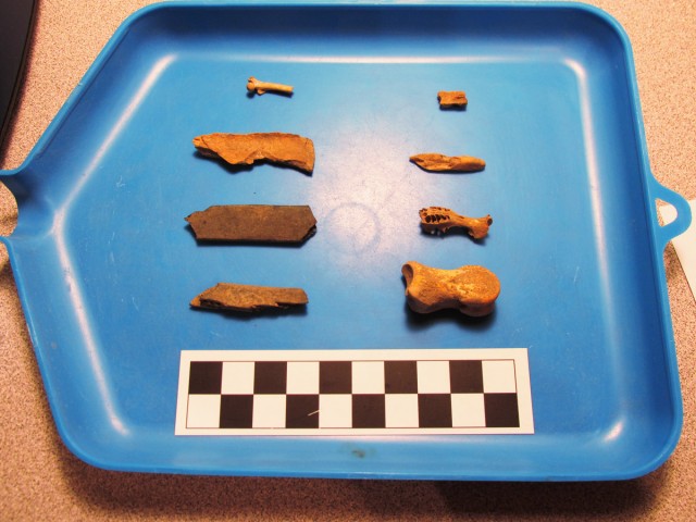 A small bag of animal bone from Woodrow Ruin in the Upper Gila area. As usual, everything is broken into small pieces.