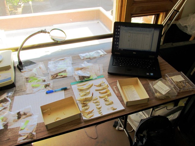 Checking specimen identifications at the Arizona State Museum.