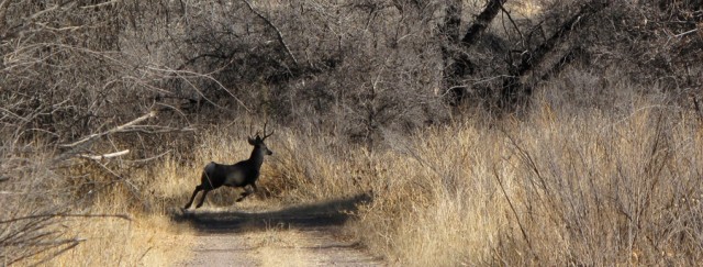 Deer Running Across Path