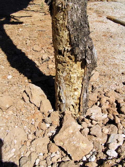 Close-up look at the termite damage to the support pole. Click to enlarge.