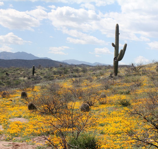 Sonoran Desert