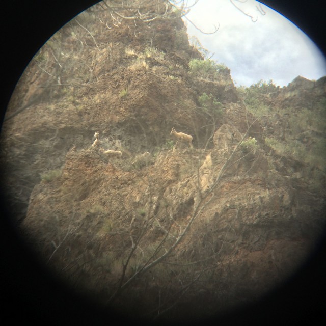 Bighorn Sheep