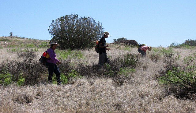 Marcy, Dushyant, and Anna walking a transect. June 16, 2015.