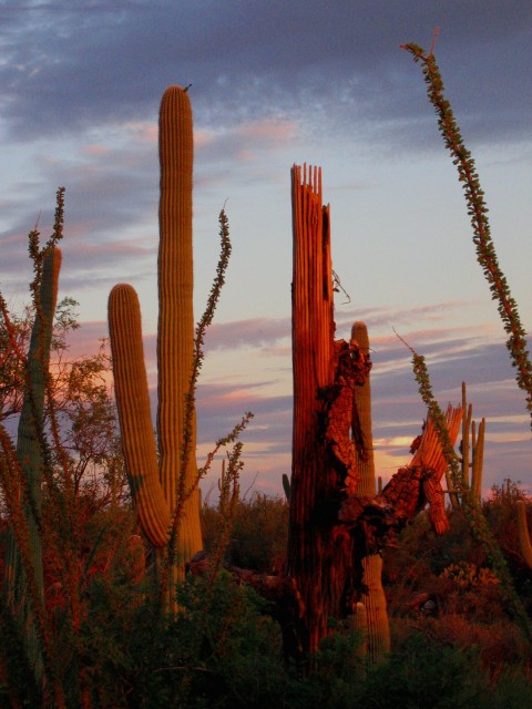 Where the great saguaro cactus grows.