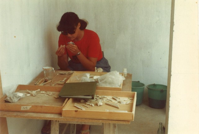 As a zooarchaeologist, studying Roman mule remains at Kourion, Cyprus, 1985