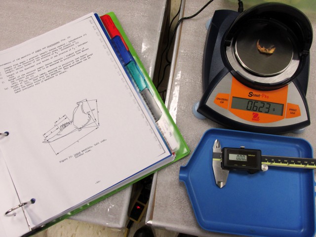 A precise scale and calipers are needed to measure tiny gopher jaws and teeth.