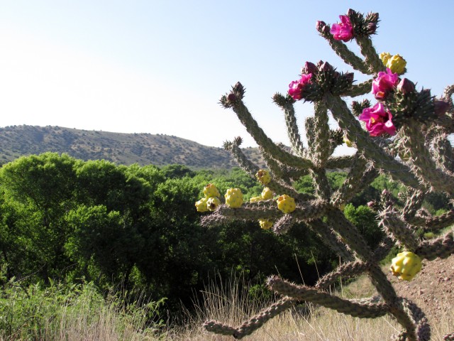 Cottonwood, and cholla fruits, flowers, and buds growing in close proximity but in different environments along the upper Gila River. Photo by Evan Giomi.<br />