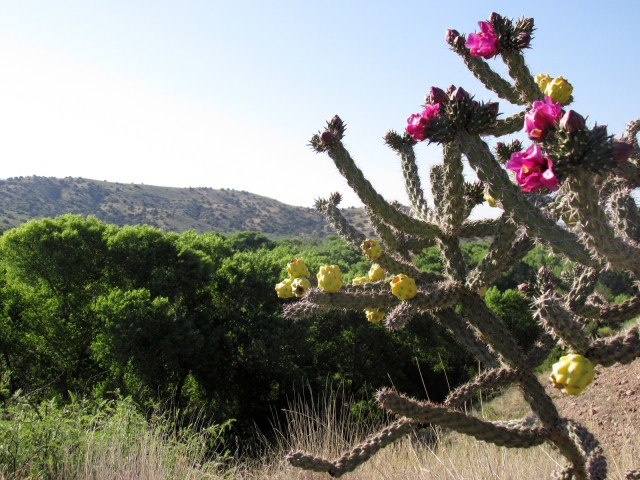 Cholla and Cottonwood