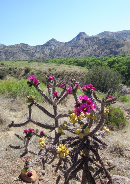 Cholla in Full Bloom