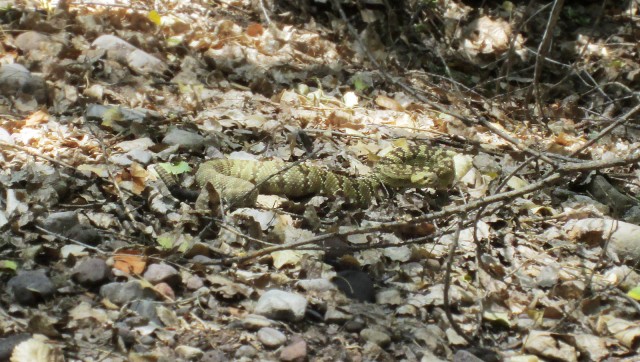 Mojave Rattlesnake